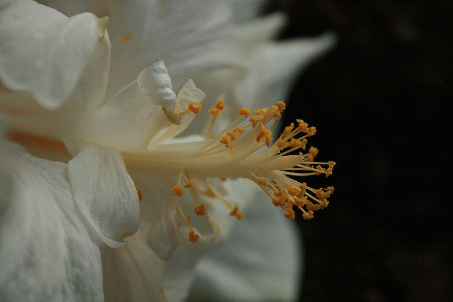 White Hibiscus Photograph by Jennifer Bright Burr