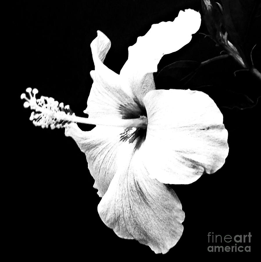 Flowers Still Life Photograph - White Hibiscus by Marsha Heiken