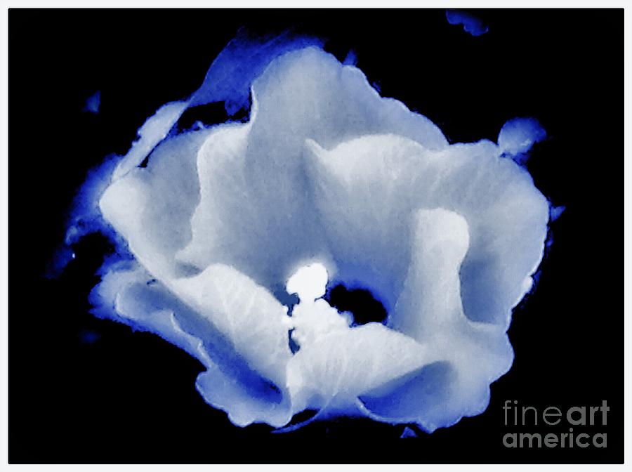 Flowers Still Life Photograph - White Hibiscus On Black Background by Debra Lynch