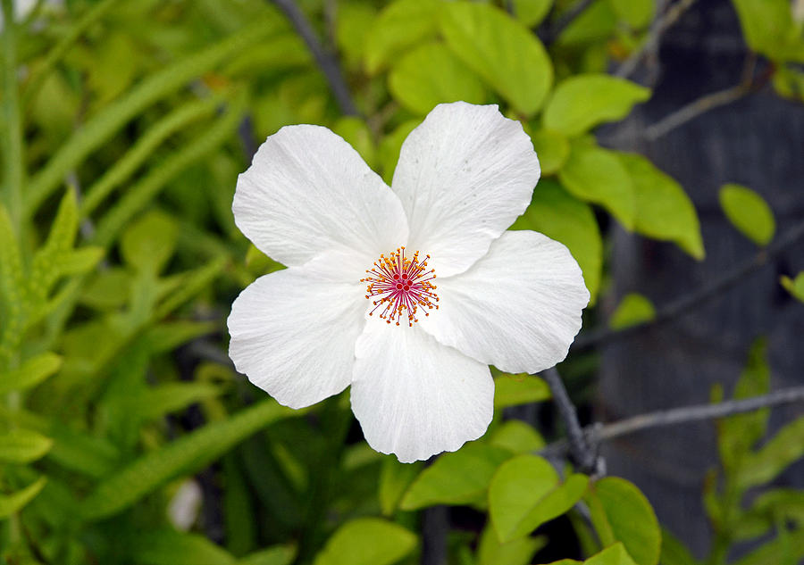 White Hibiscus Photograph by Robert Meyers-Lussier
