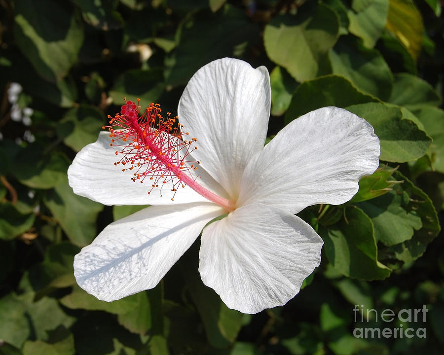 White Hibiscus Waimeae Photograph