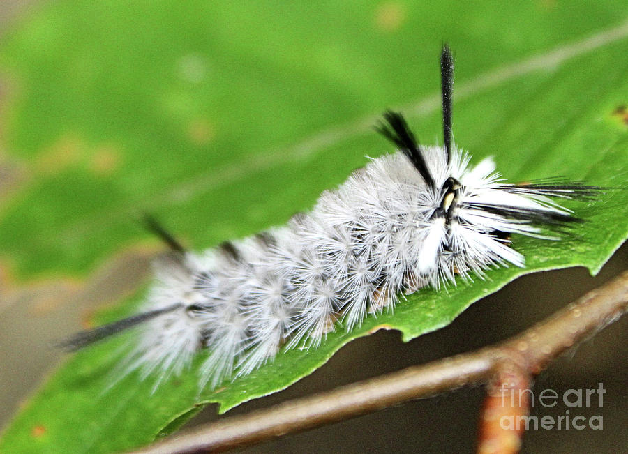 White Hickory Tussock Moth Caterpillar Southern Indiana Photograph By Scott D Van Osdol