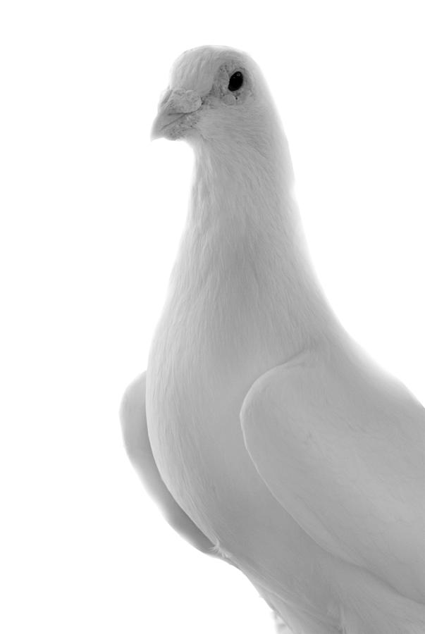 White Homing Pigeon Photograph by Nathan Abbott