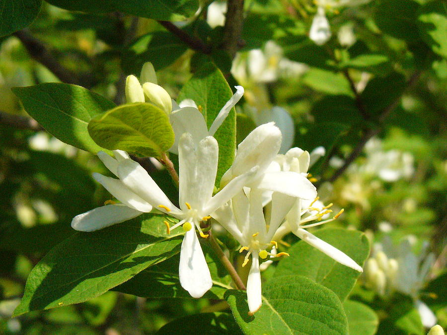 White Honeysuckle Blossoms Photograph by Peggy King