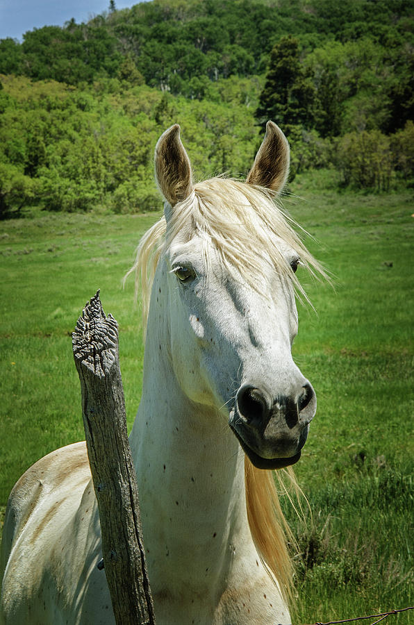 White Horse   2 Photograph by Susan McMenamin