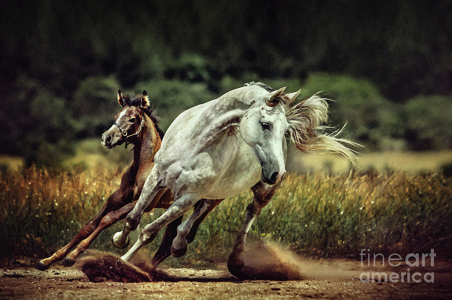 White horse and foal Running wild Photograph by Dimitar Hristov
