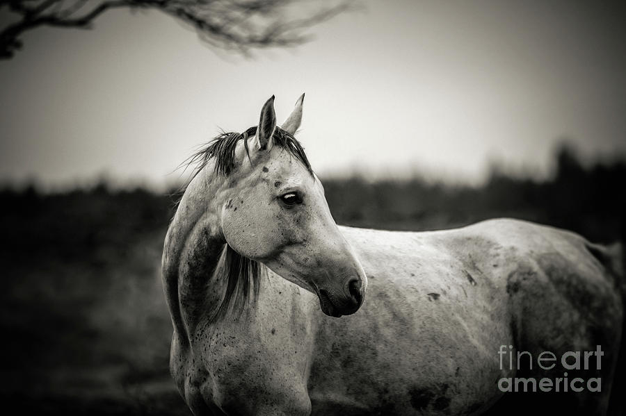 White horse autumn portrait Photograph by Dimitar Hristov