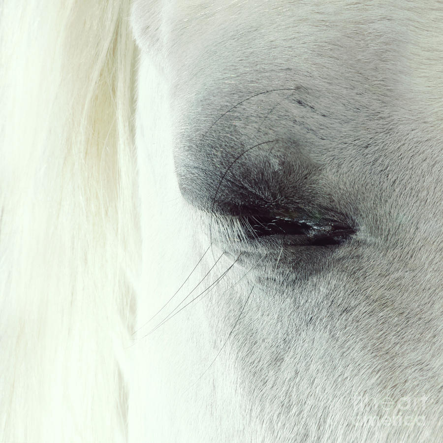 White horse beautiful eye Photograph by Dimitar Hristov