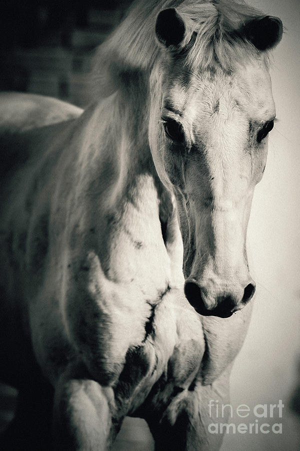 Horse Photograph - White horse close up portrait by Dimitar Hristov