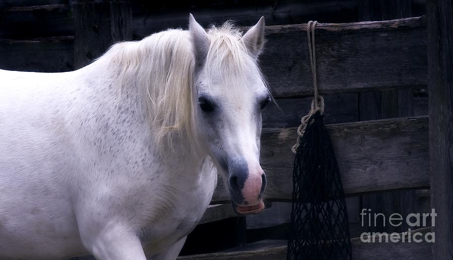 Horse Photograph - White Horse by Dania Reichmuth Photography