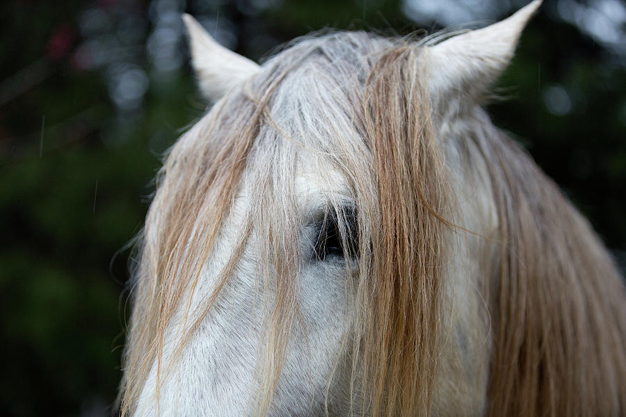 White horse eye and mane Photograph by Jack Nevitt