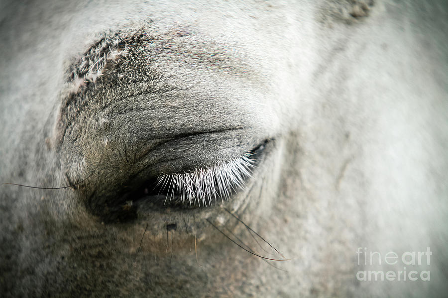 White horse eye with white cilia Photograph by Dimitar Hristov