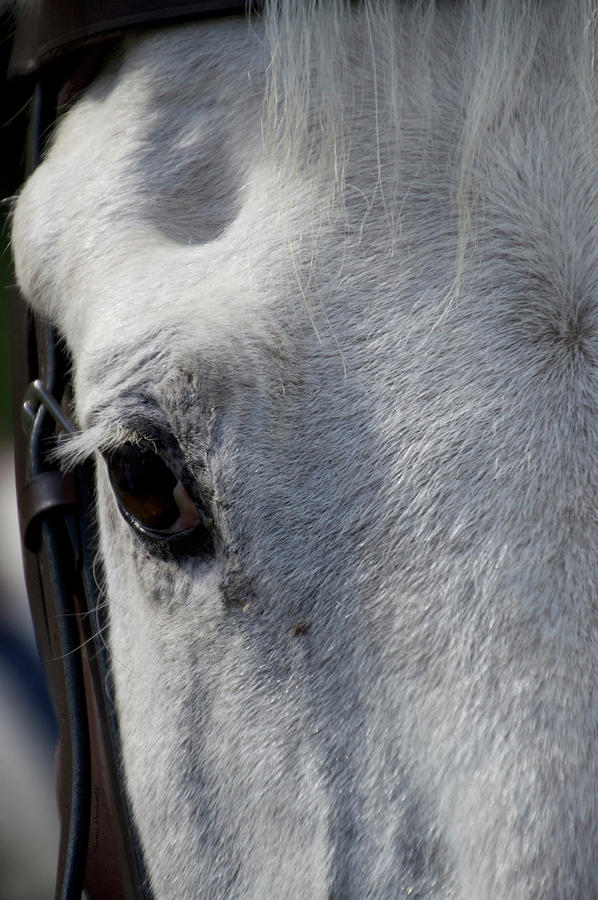 White Horse Front Eye View Vertical Photograph by Thomas Woolworth - Pixels