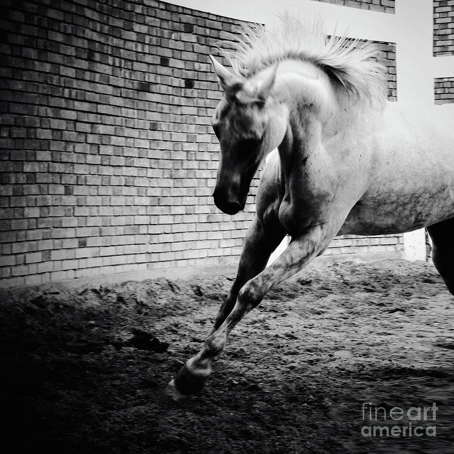 White horse galloping Black and White photography Photograph by Dimitar Hristov