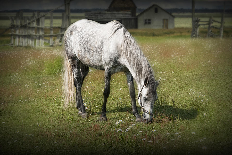 White Horse Grazing in a Pasture Photograph by Randall Nyhof