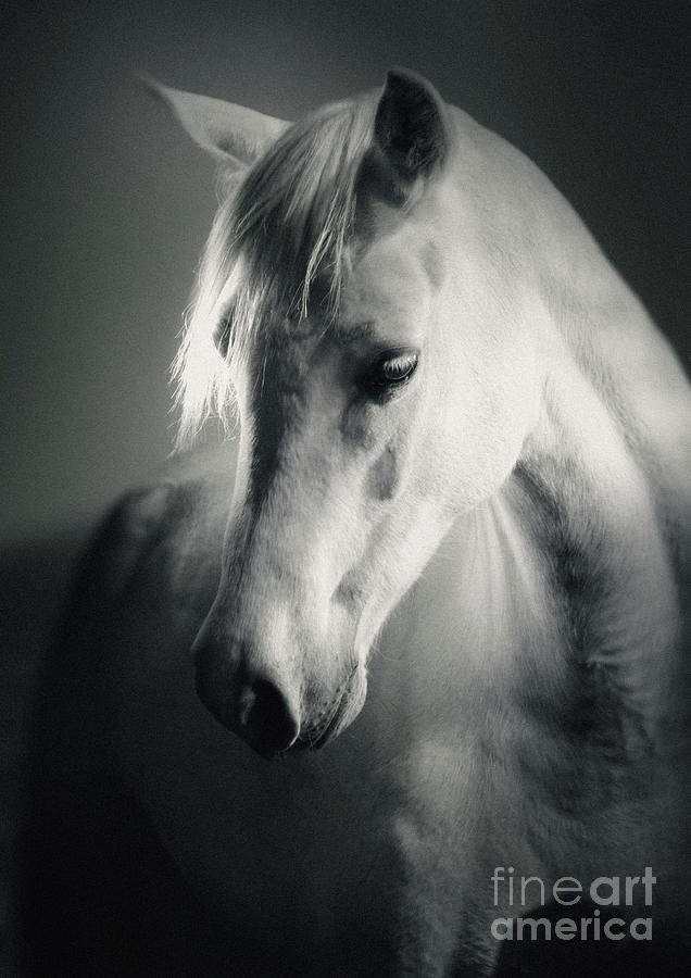 White Horse Head Art Portrait Photograph by Dimitar Hristov