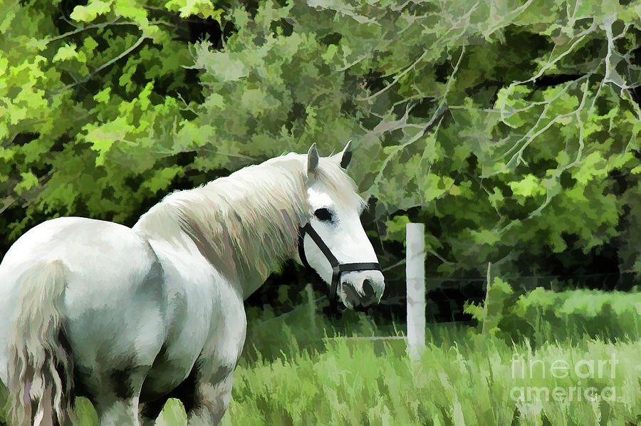 White Horse In A Green Pasture Photograph