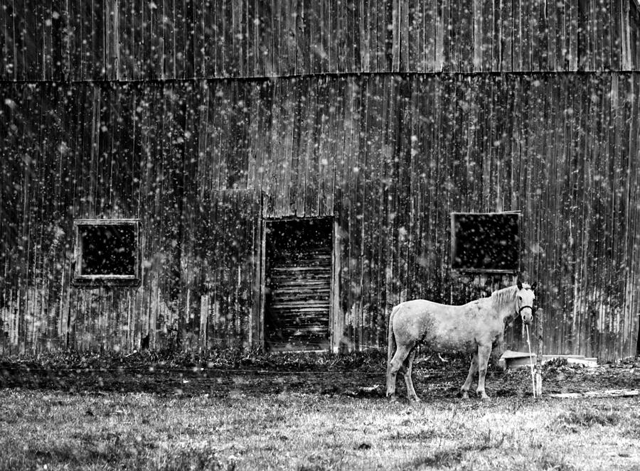 White Horse in a Snowstorm in BW Photograph by Maggie Terlecki