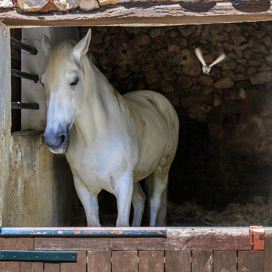 White Horse In Barn Photograph by Emily M Wilson - Pixels