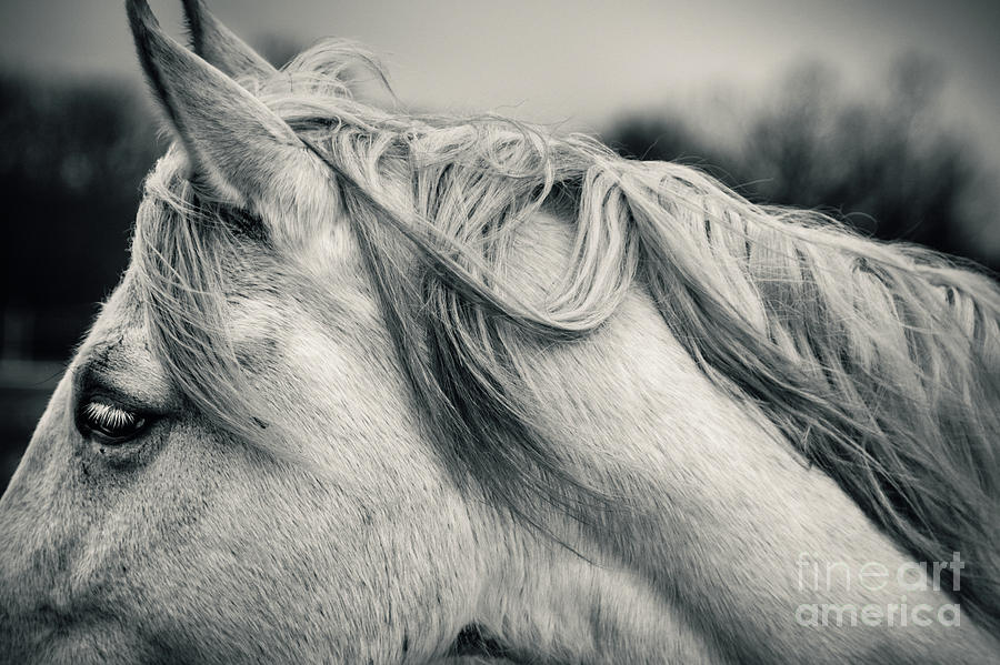 White Horse in Black and White Portrait Photograph by Dimitar Hristov