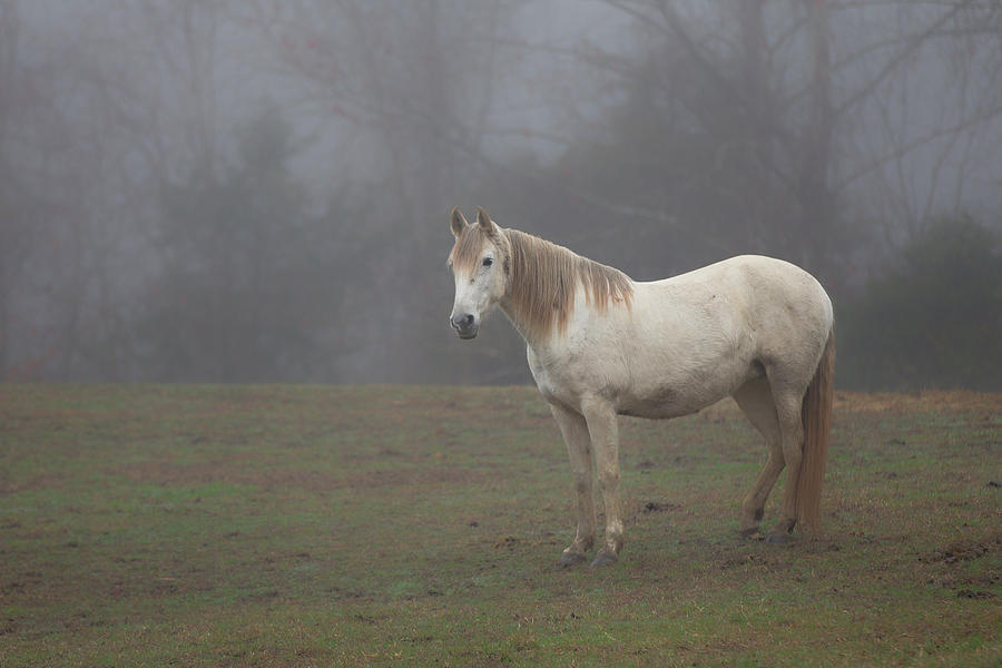 White horse in fog Photograph by Jack Nevitt