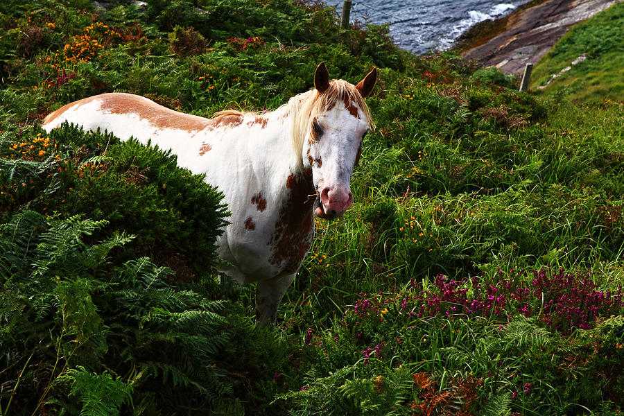 White Horse in Landscape Photograph by Aidan Moran