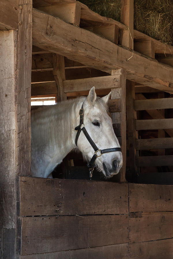 White Horse in Stable Photograph by Erin Cadigan