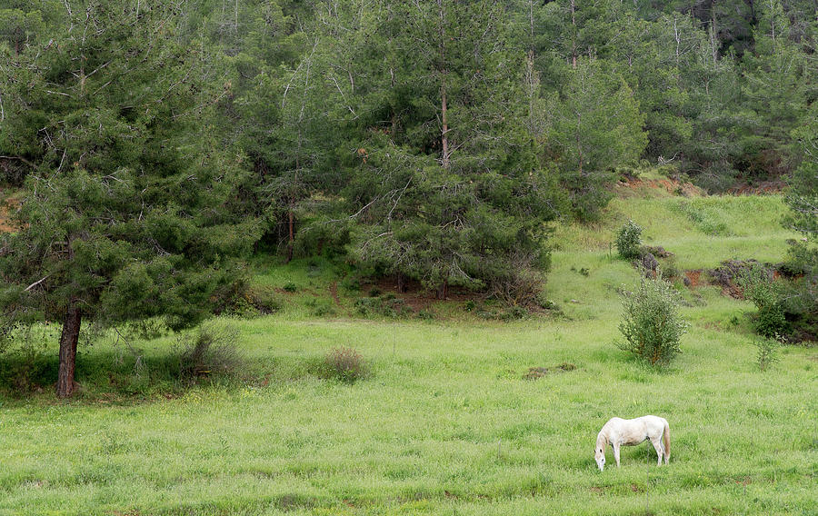 White horse in the field Photograph by Michalakis Ppalis