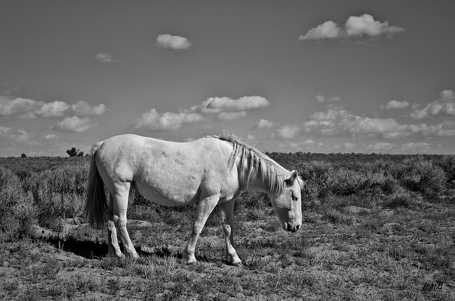 White Horse in the High Desert BW Photograph by David Gordon