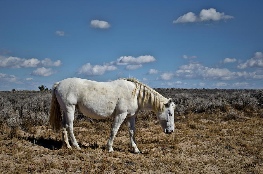 White Horse in the High Desert Photograph by David Gordon