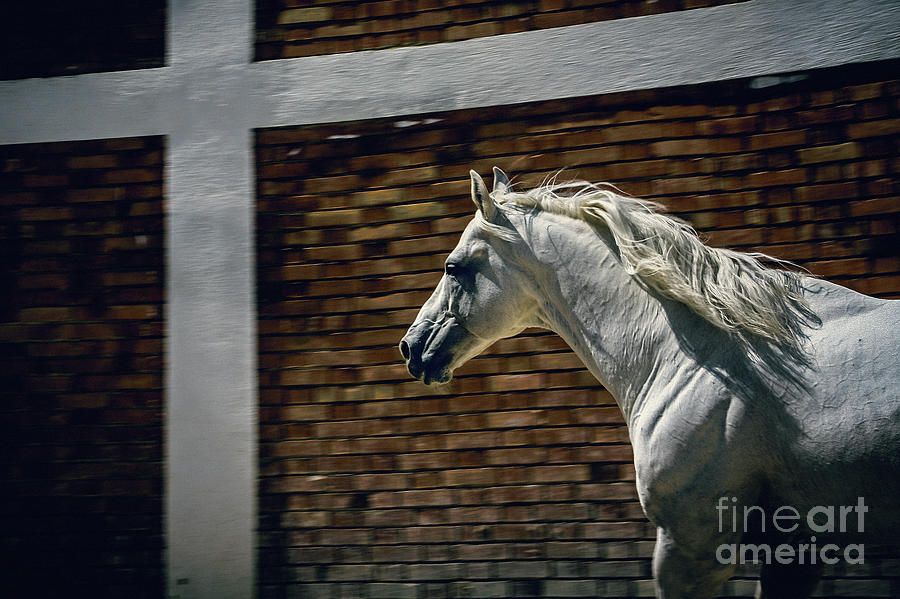 White horse in the stud Photograph by Dimitar Hristov