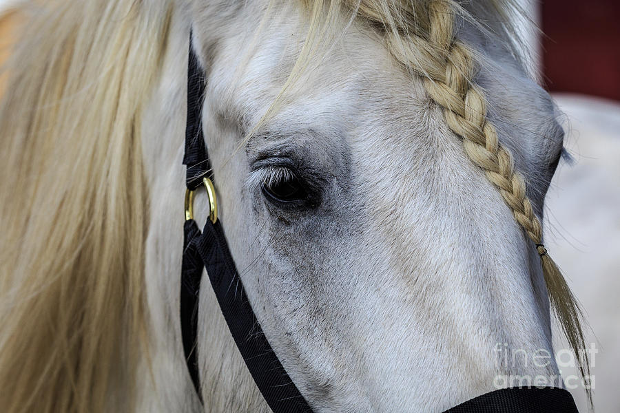 Palmer Photograph - White Work Horse by Jim Gillen