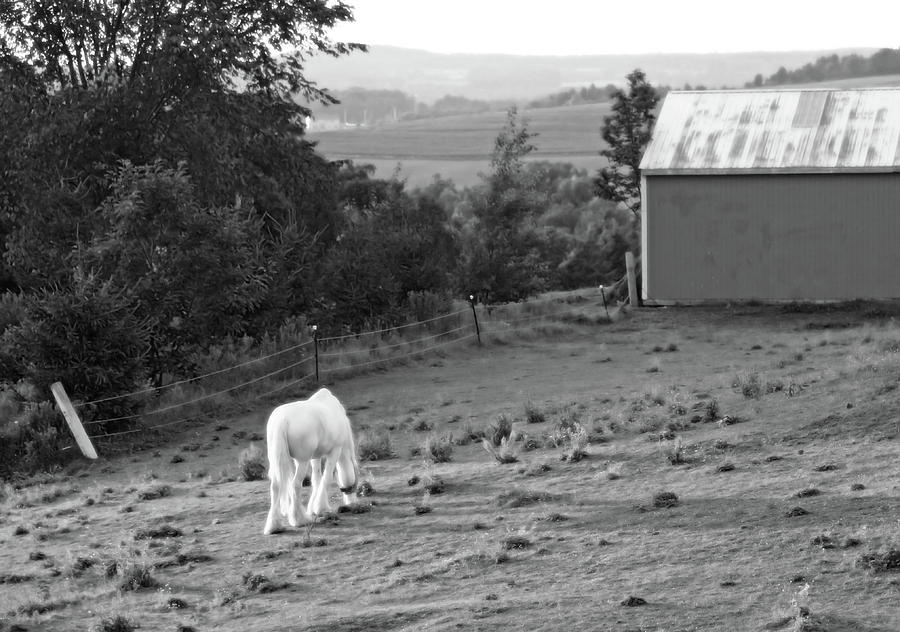 White Horse, New York Photograph by Brooke T Ryan