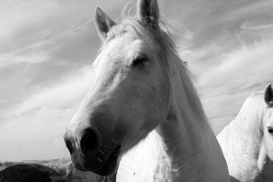 White Horse Portrait Photograph by Aidan Moran