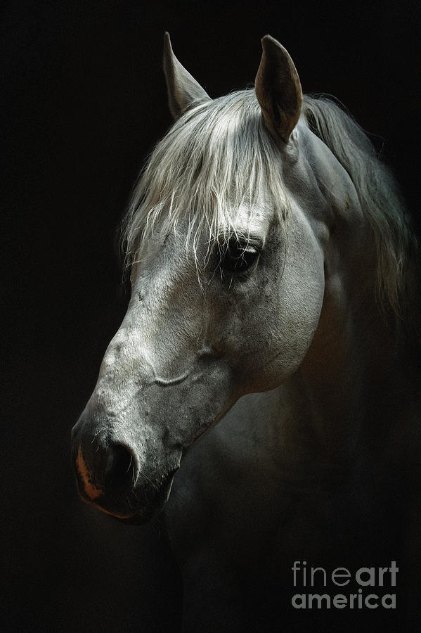 White horse portrait Photograph by Dimitar Hristov