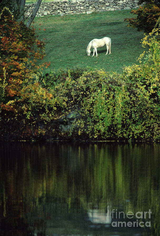 White Horse Reflected in Autumn Pond Photograph by Anna Lisa Yoder