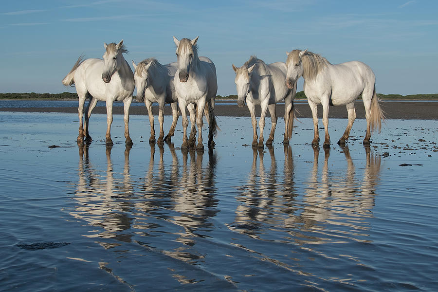 White Horse Reflections Photograph by Wade Aiken