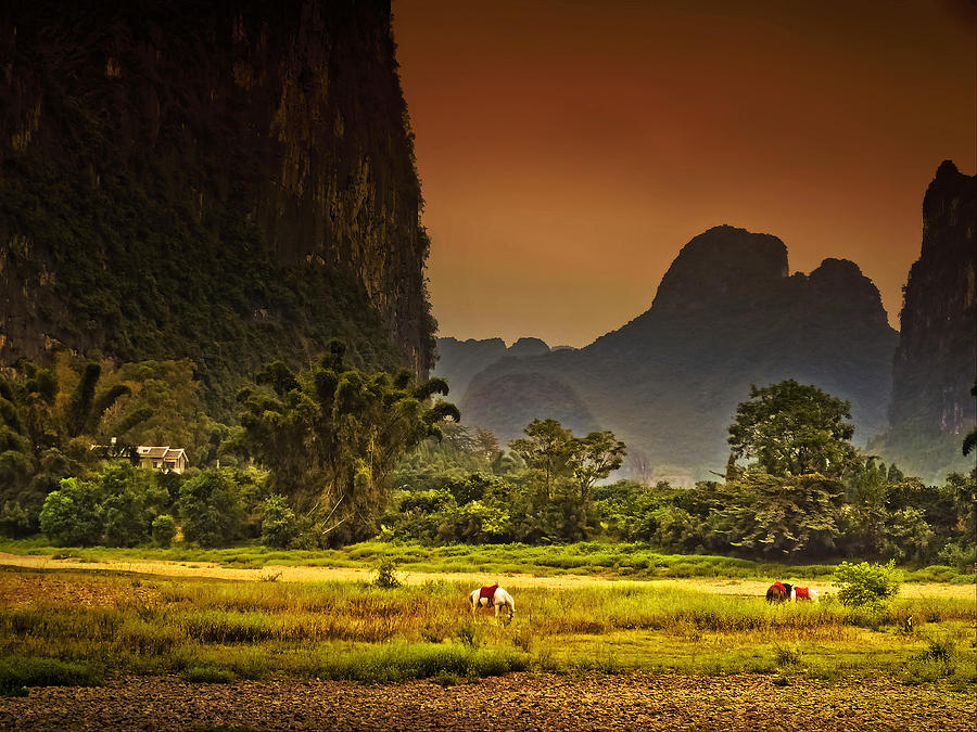 桂林 White Horse Resting On The Grass