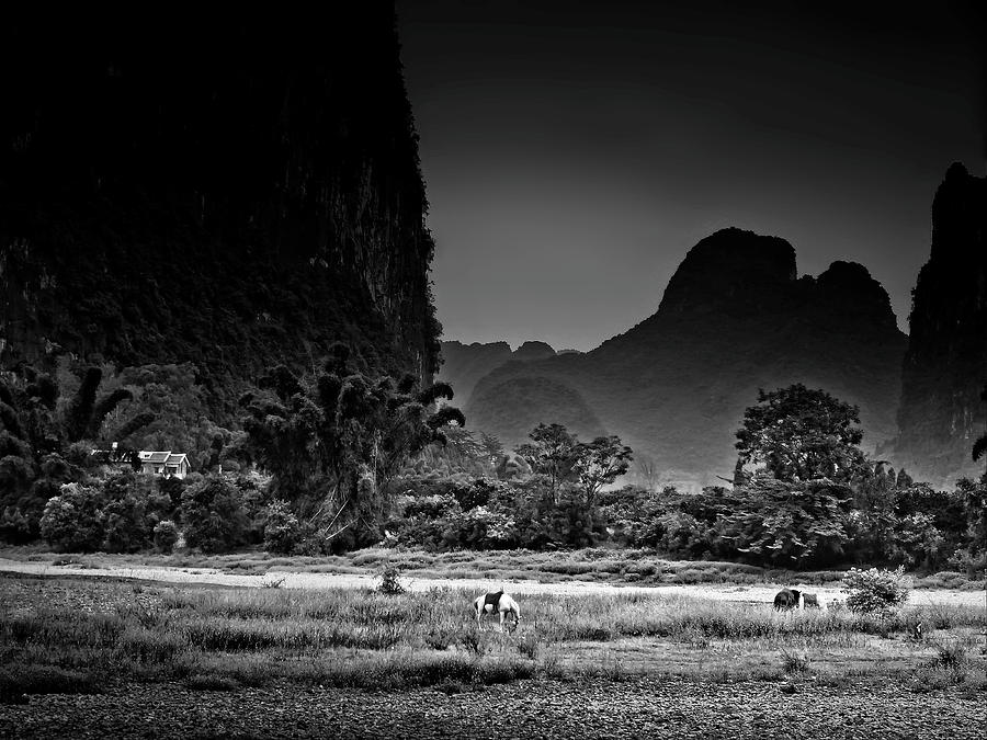 桂林 White Horse Resting On The Grass