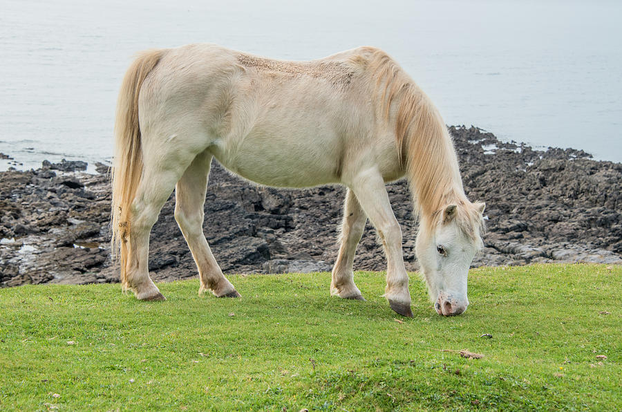 White Horse Photograph by Roy Pedersen