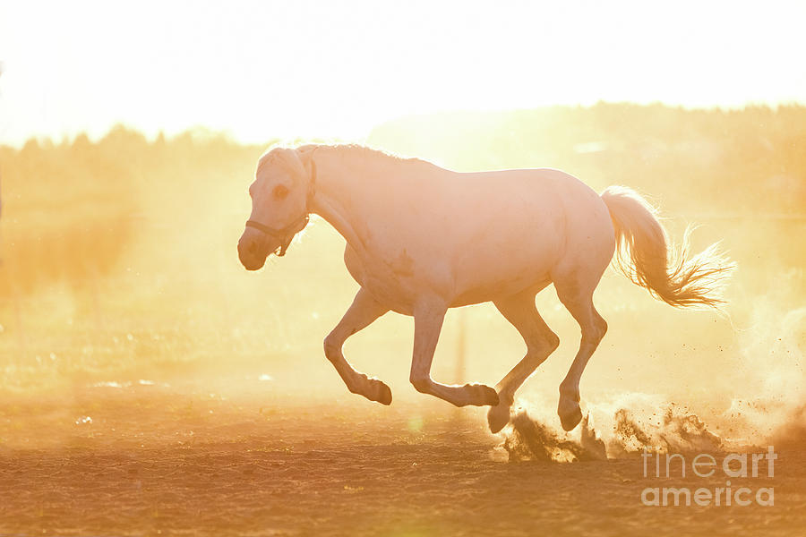 White horse running on the sand in the sunset. Photograph by Michal Bednarek