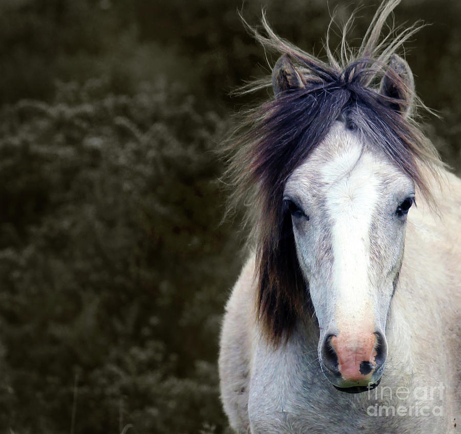 White Horse Photograph by Sebastian Mathews Szewczyk