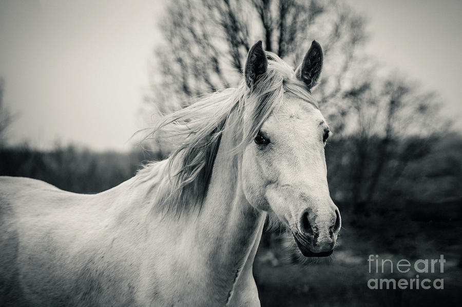 White Horse Shaggy morning horse Photograph by Dimitar Hristov