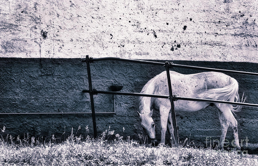White Horse Photograph by Silvia Ganora