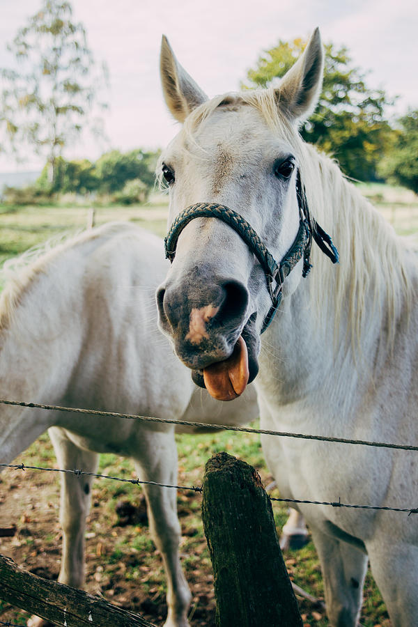 White Horse Sticking Out Tongue Photograph