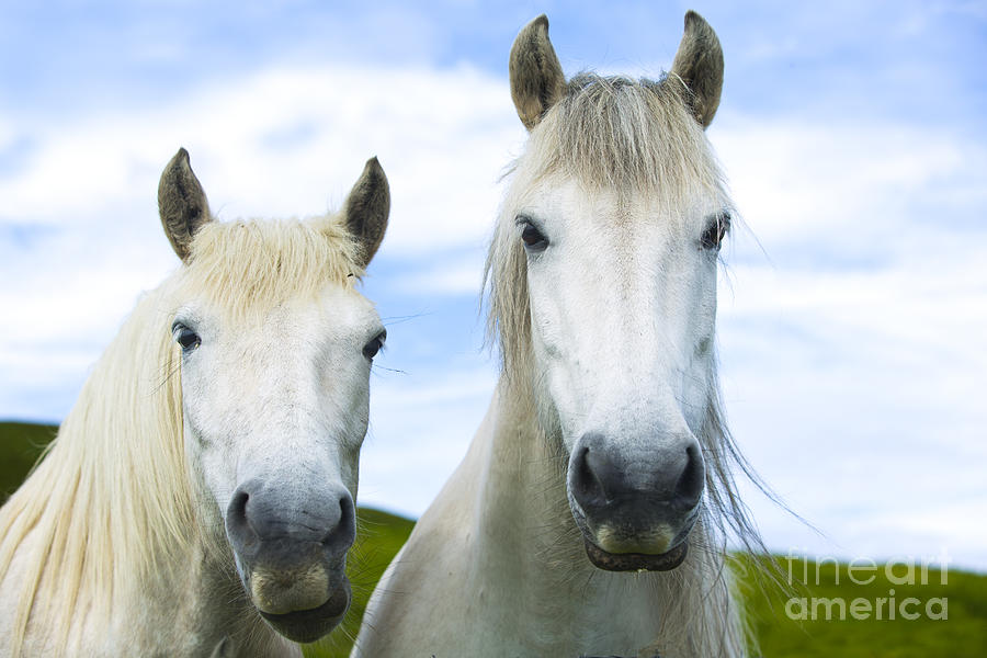 Horse Photograph - White Horses by Diane Diederich
