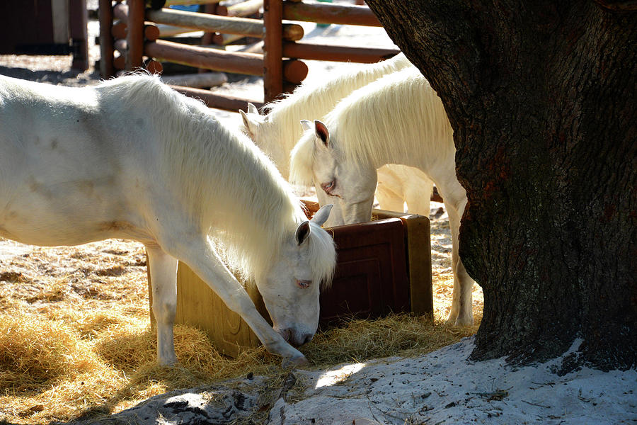White Horses feeding Photograph by David Lee Thompson