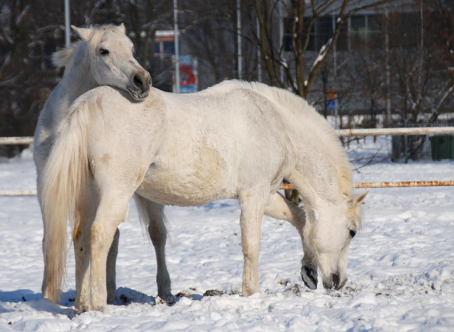 White horses in the snow  Photograph by Jaroslaw Grudzinski