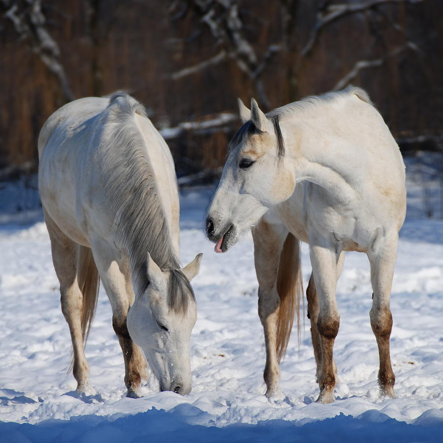 Nature Photograph - White Horses by  Jaroslaw Grudzinski
