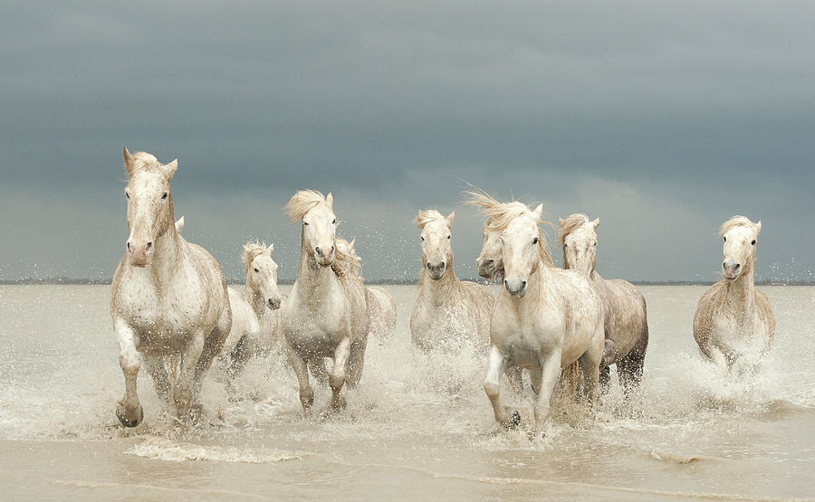 Horse Photograph - White horses of the Camargue 2 by Jenni Alexander